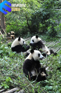 Keindahan Wisata Sichuan: Perpaduan Alam, Budaya, dan Kuliner yang Menggoda